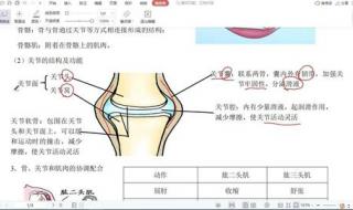 关于动物的作文